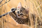 African wildcat kitten