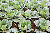Gardening green cabbages