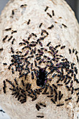 Ant's nest