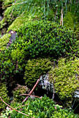 Moss-covered rocks