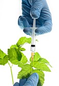 Injecting a plant leaf