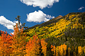 Autumnal aspen trees, Rocky Mountains, USA