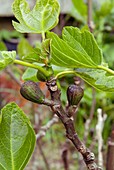 Common fig (Ficus carica) tree in fruit