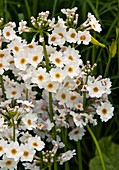 Japanese primrose (Primula japonica) in flower