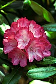 Rhododendron 'Fantastica' in flower