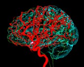 Blood vessels supplying the brain, illustration