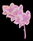 Virtual orchid, illustration