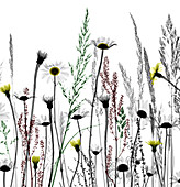 Wildflowers, X-ray