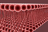 Cell membrane, illustration