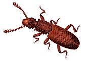 Sawtoothed grain beetle, illustration