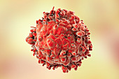 Leukaemia blood cell, illustration