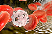 Destruction of white blood cell, illustration