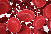 Red blood cells