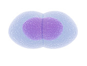 Human egg cell division