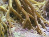 Seaweed holdfast