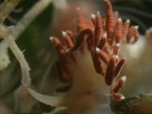 Aeolid sea slug