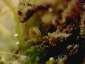 Chironomid midge larva underwater