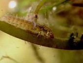 Chironomid midge larva underwater
