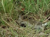 Dead rabbit in grass