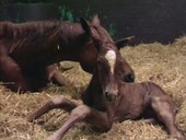 Newborn foal and mare