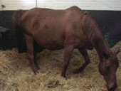 Pregnant mare giving birth