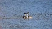 Grebes on water