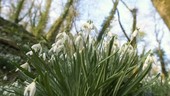 Snowdrops