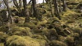 Moss covered trees