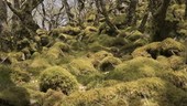 Moss covered trees