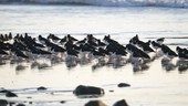 Oystercatchers at the coast