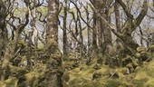 Moss covered trees