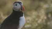 Puffin looking around