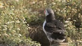 Puffin preening itself