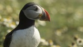 Puffin moving head