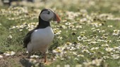 Puffin in wildflowers