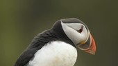 Puffin looking down