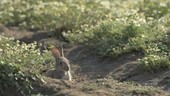 Rabbit sitting on ground