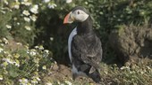 Puffin standing by flowers