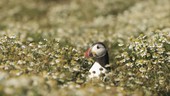 Puffin in wildflowers