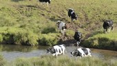 Cows crossing stream