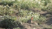 Rabbit on ground