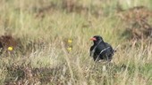 Red-billed chough