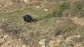 Red-billed chough