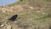 Red-billed chough