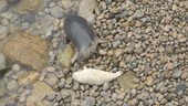 Grey seal mother and pup