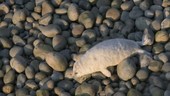Seal pup on pebbles