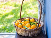 A basket of Portuguese oranges on a bench outdoors