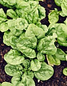 Fresh spinach in soil