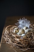 Nest mit Wachteleiern vor schwarzem Hintergrund