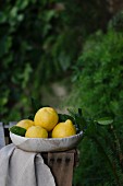 Freshly picked lemons in a garden